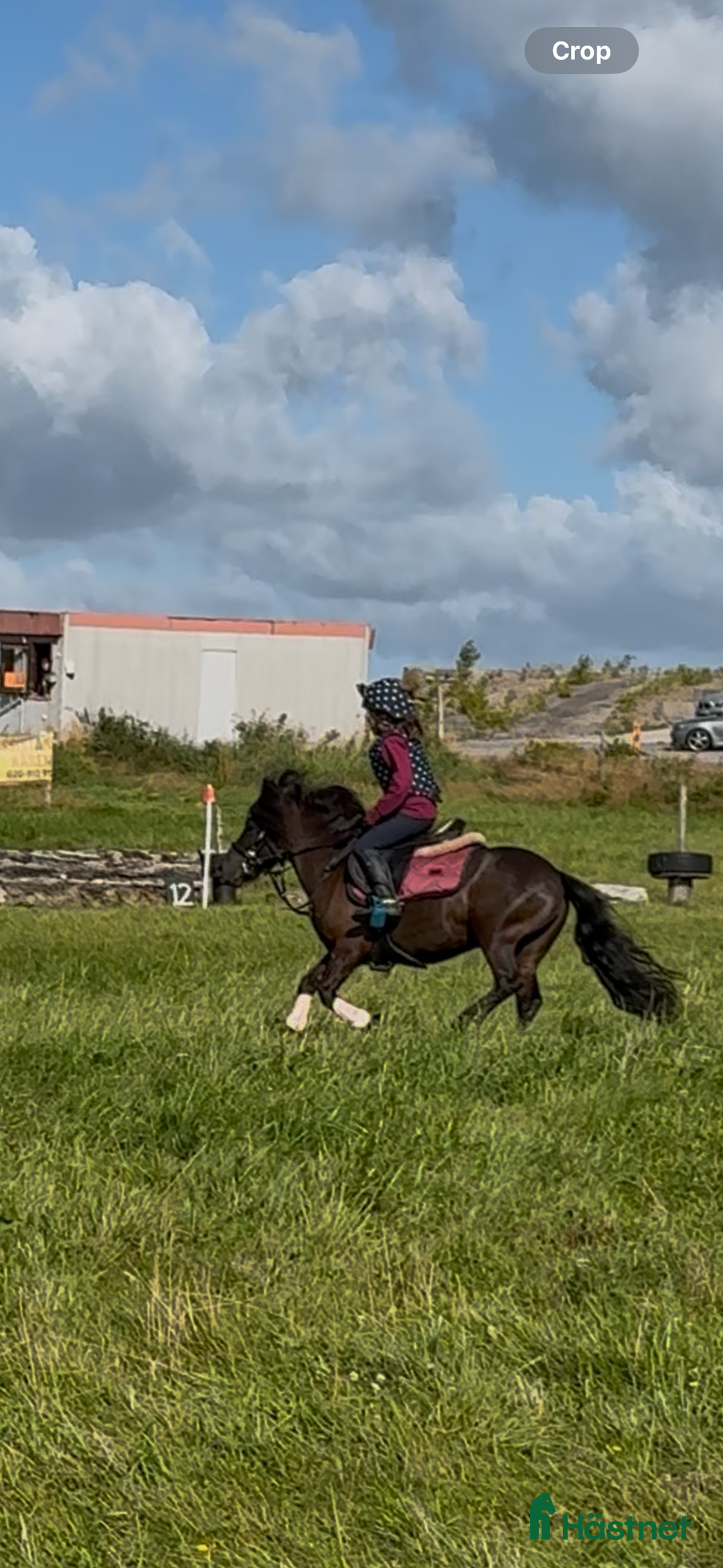  foderhäst sökes: Snäll, pigg  rolig ponny sökes på foder eller köp i Skärhamn - Annons 1