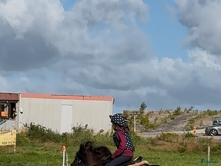 foderhäst Snäll, pigg rolig ponny sökes på foder eller köp i Skärhamn - Annons 14