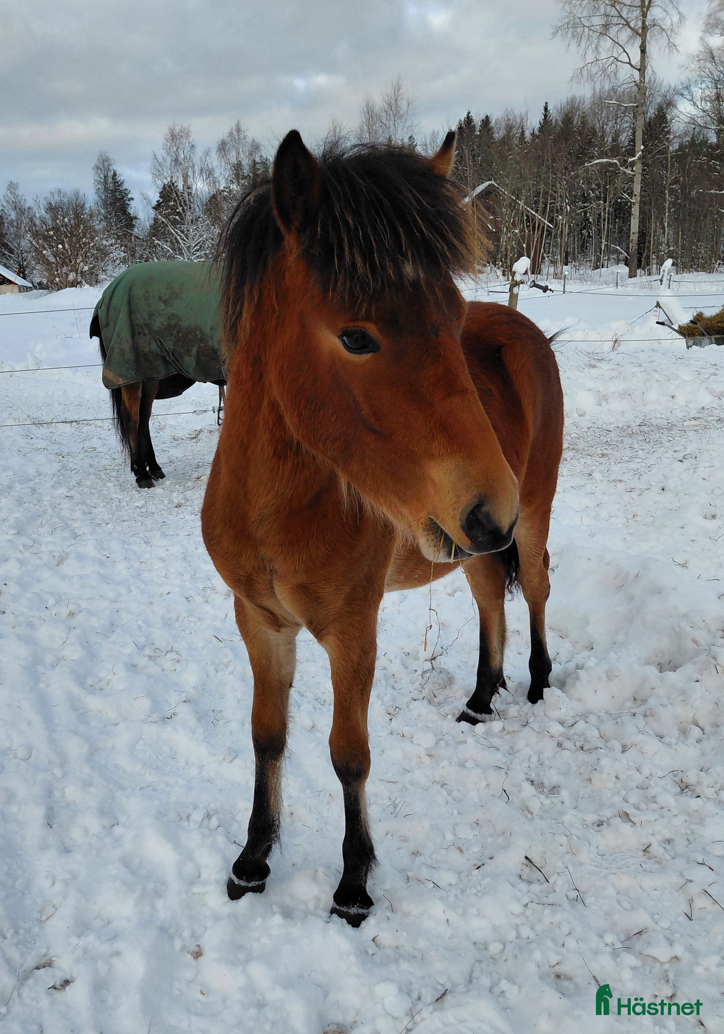  hästar Kriteriet 2028 - Annons 8