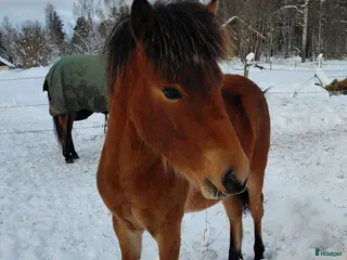 hästar Kriteriet 2028 - Annons 8