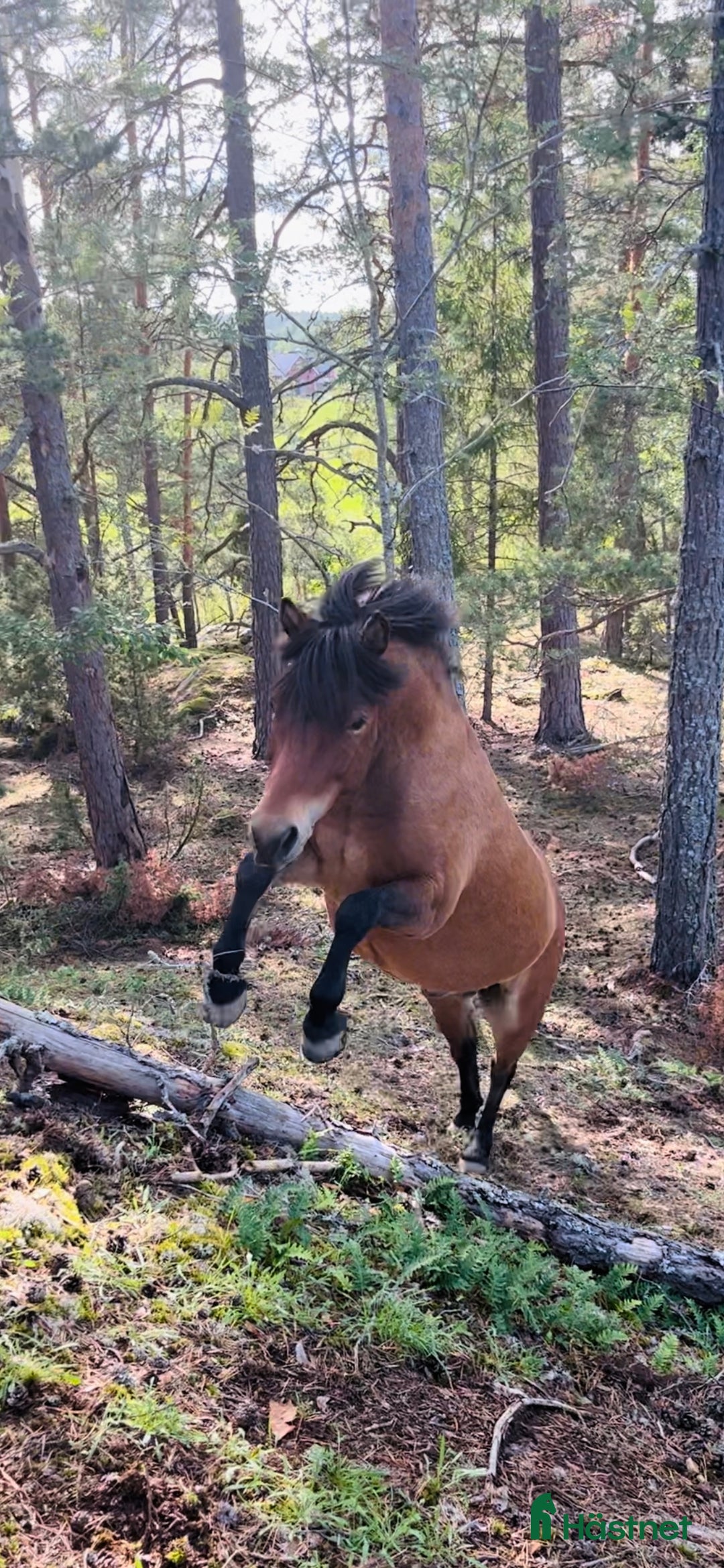 Allround hästar till salu: Allround stark korsning som gillar att hoppa i Söderköping - Annons 19