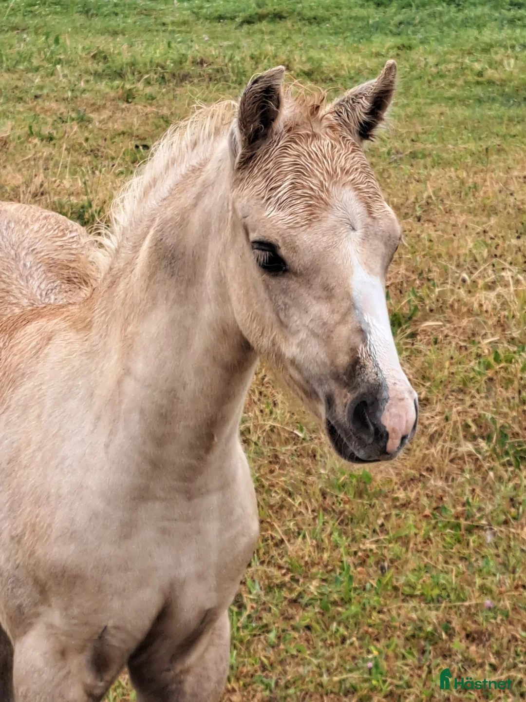 Allround hästar till salu: När kvalite får avgöra i Löttorp - Annons 7