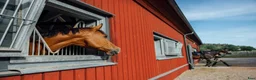  lägenhet till salu: Lägenhet och stallplats uthyres - Annons 5