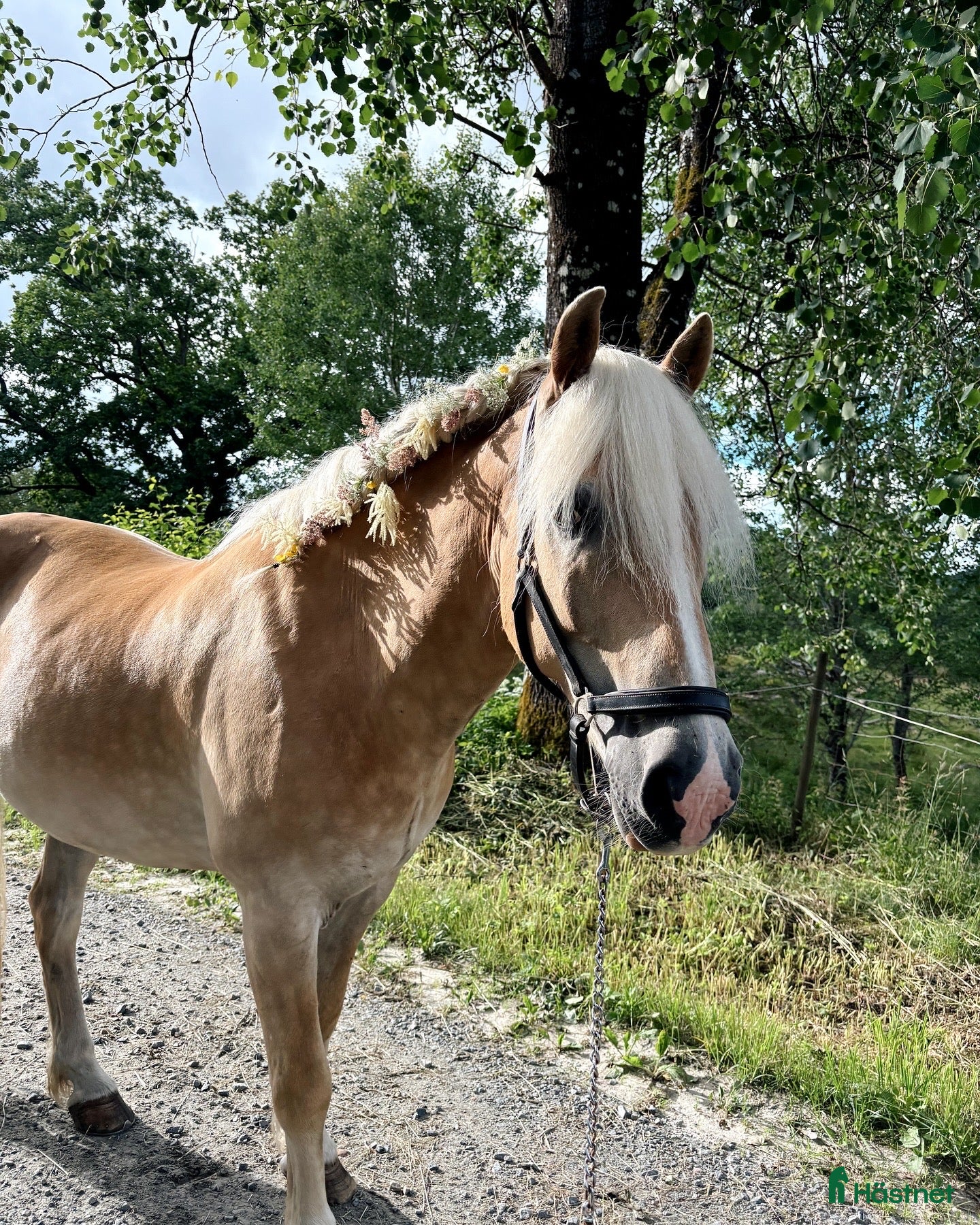 Allround hästar till salu: Fina Notte söker nytt hem med massor av kärlek🫶🏼 i Kinna - Annons 1