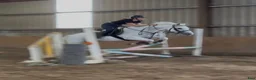 Allround hästar till salu: Irish riding ponies  - Annons 3