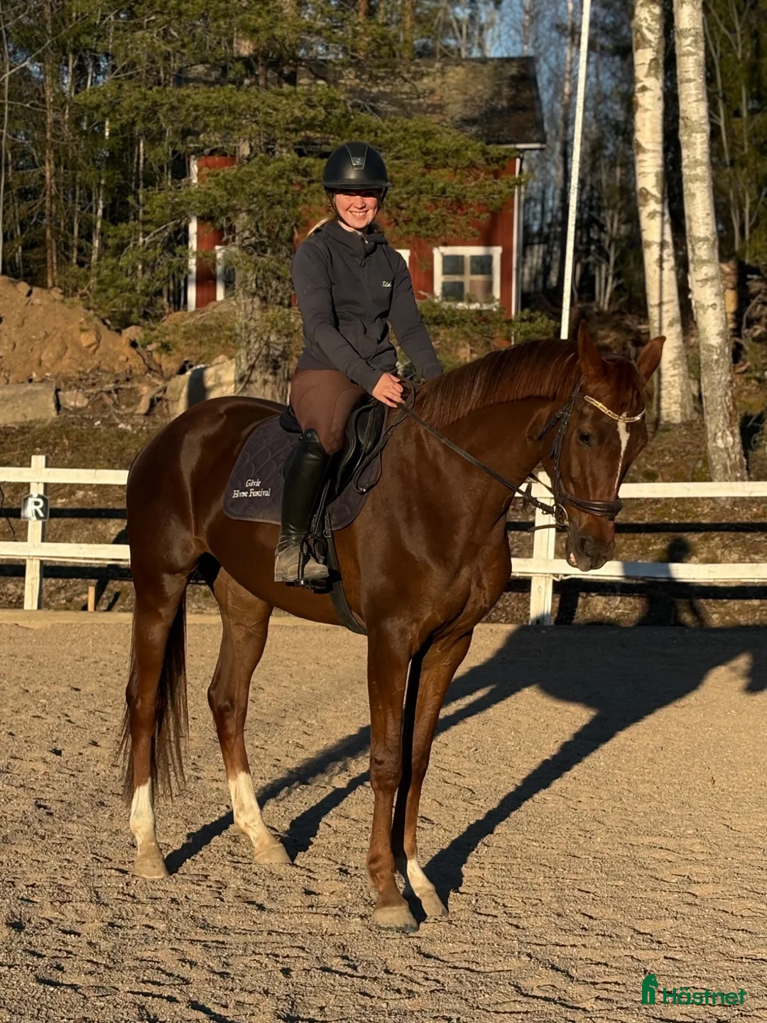 Allround hästar till salu: Lovande 4 årigt sto - Annons 1