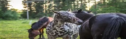 Allround hästar till salu: Vackert sto - Annons 14