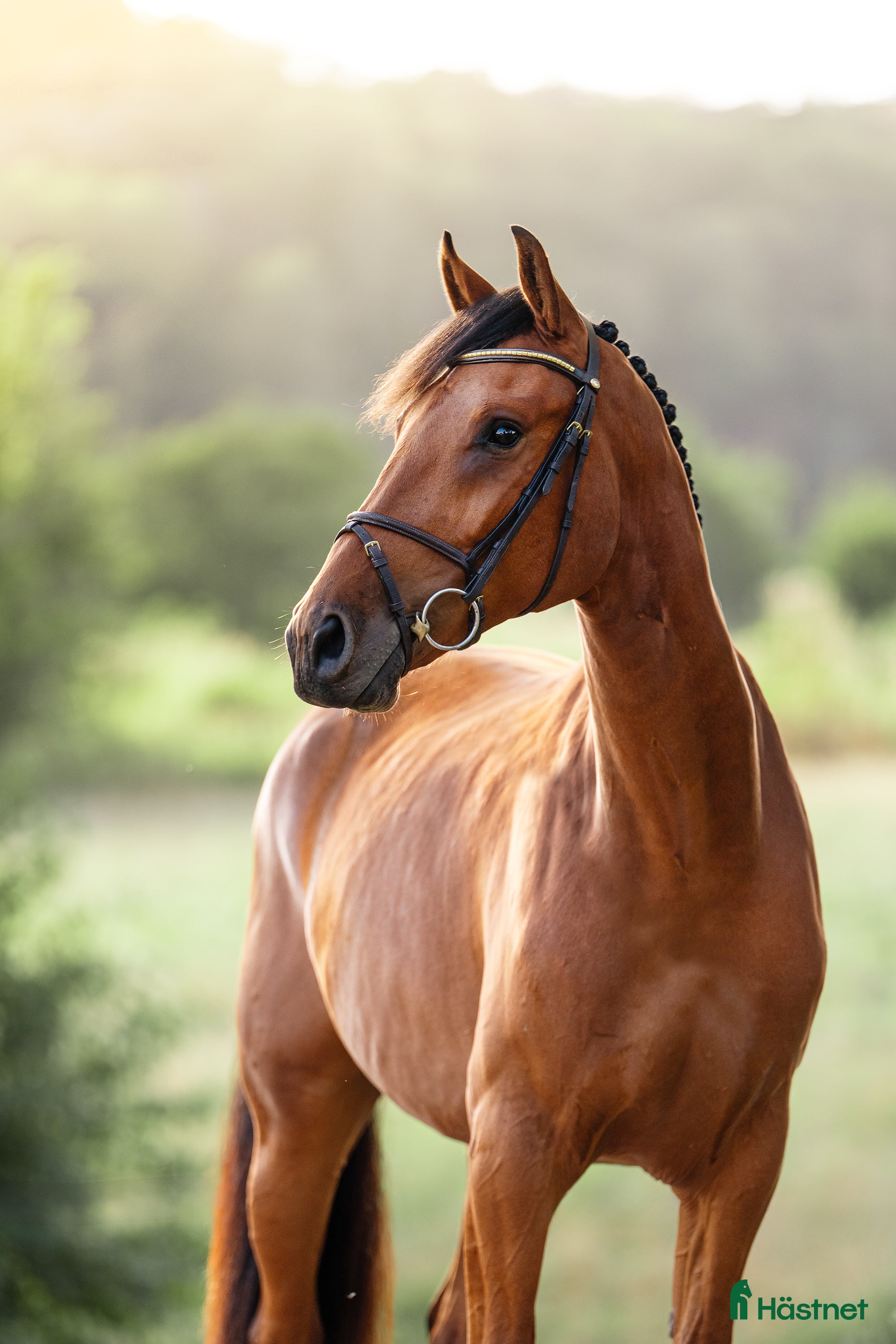 Hoppning hästar till salu: Lovande 2-åring i Hunnebostrand - Annons 1