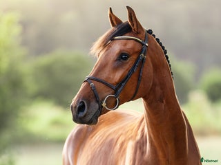 hästar Lovande 2-åring i Hunnebostrand - Annons 9