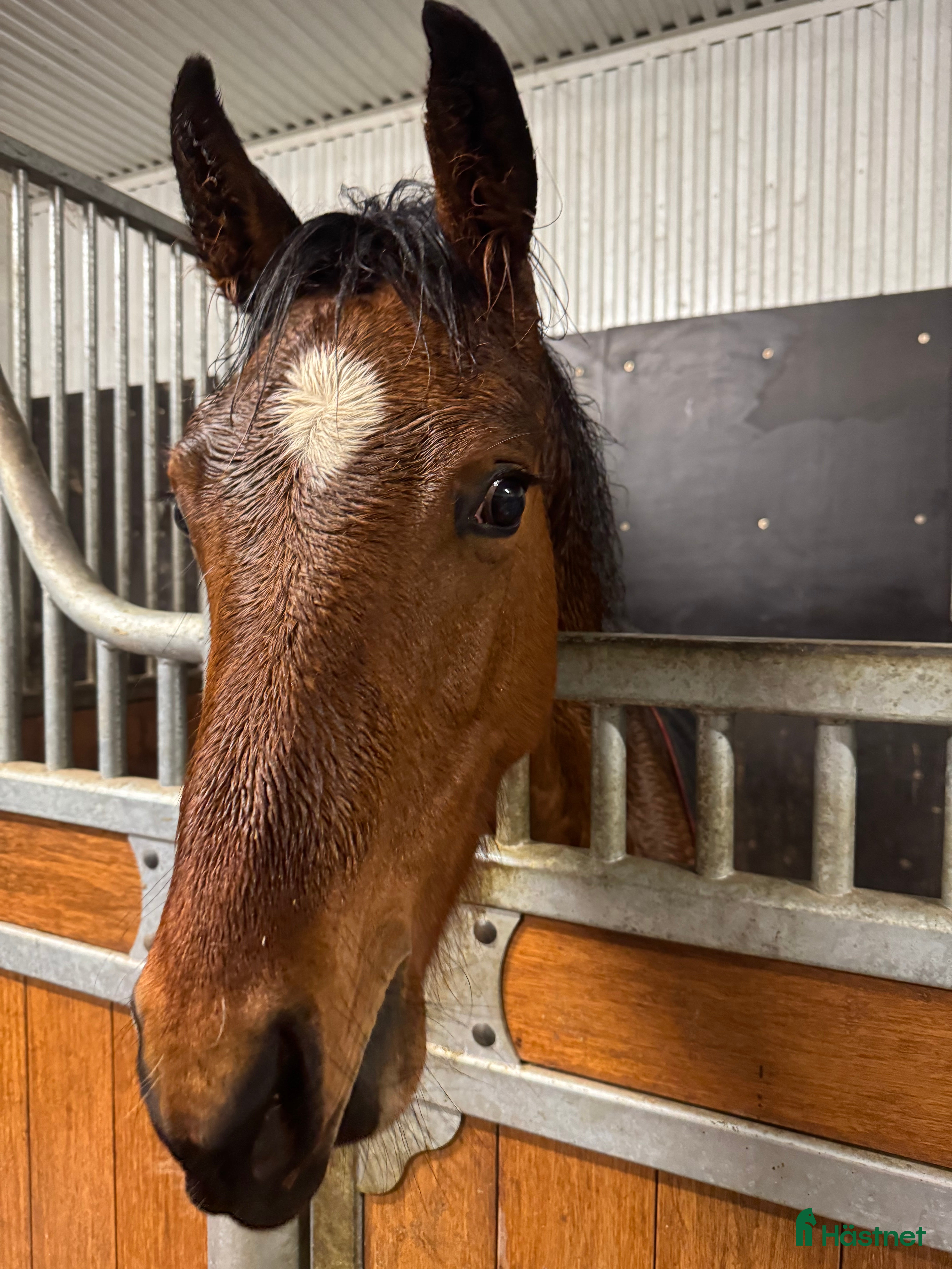  hästar Swb hingst e. Cornettino Ask  - Annons 10