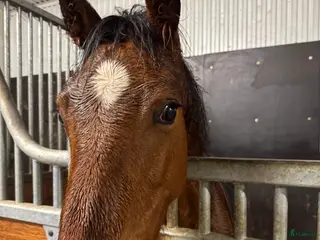 hästar Swb hingst e. Cornettino Ask - Annons 10