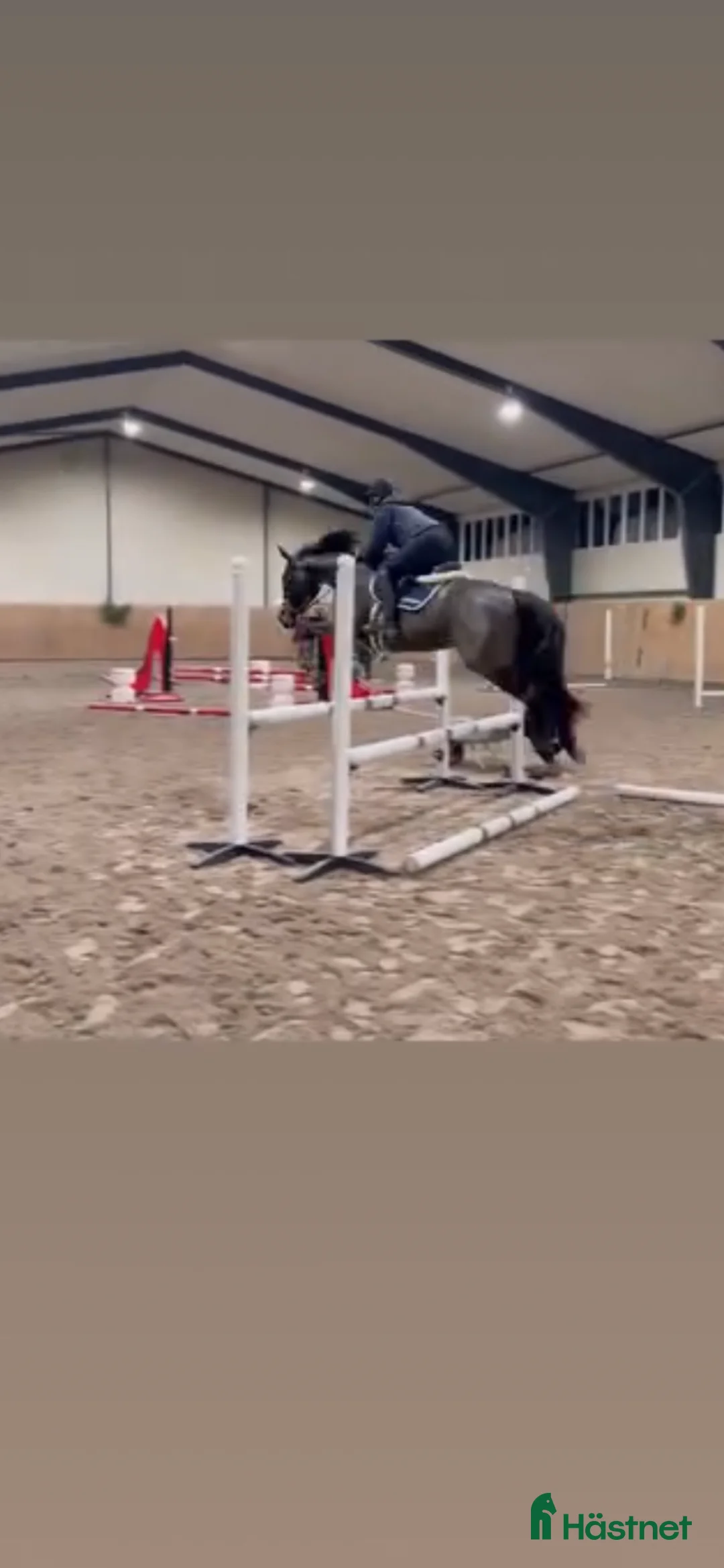  hästservice finnes: Ponny/liten storhäst utbildning  - Annons 2