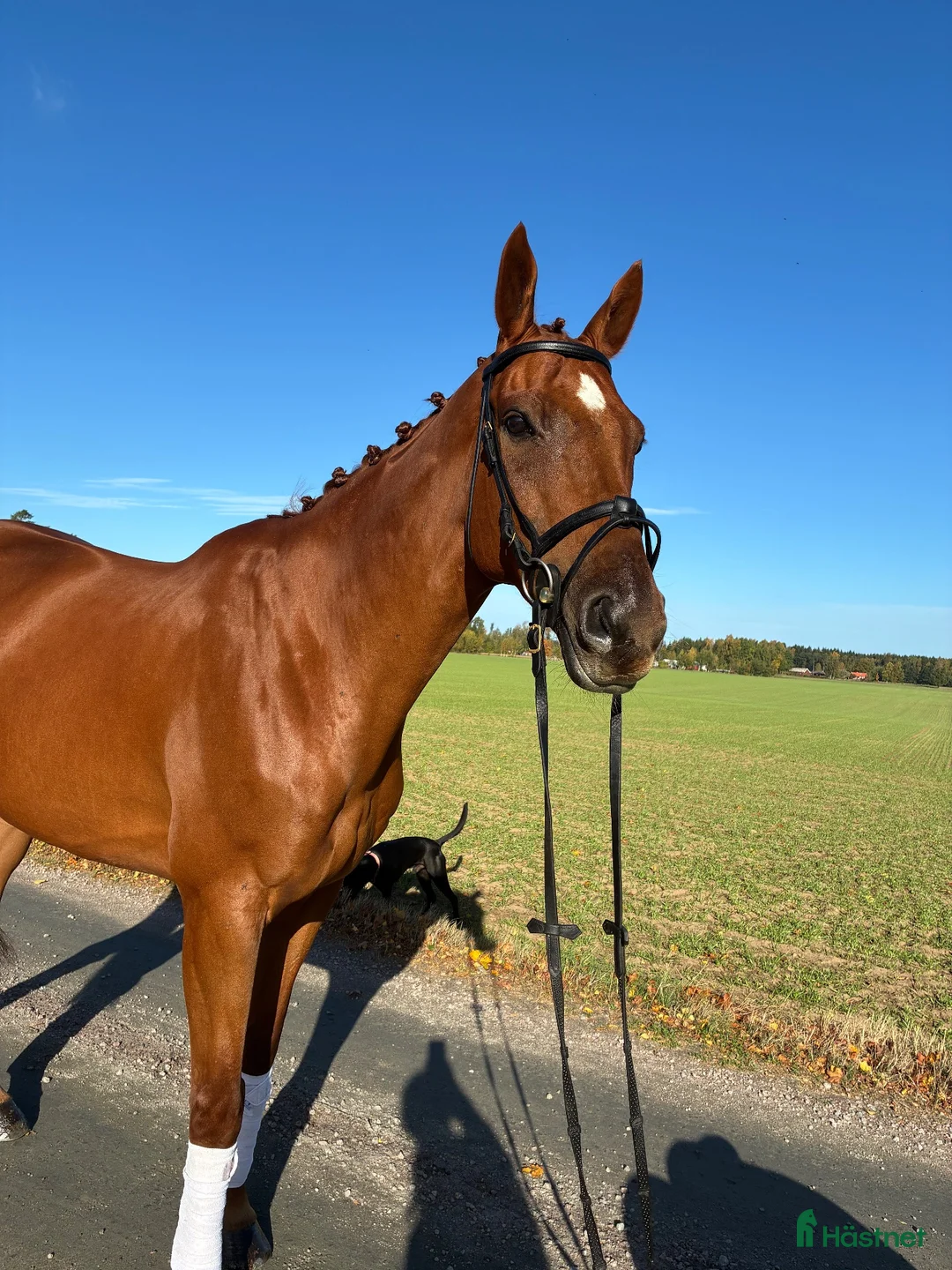 Allround hästar till salu: Fantastisk snäll välriden kille  - Annons 4