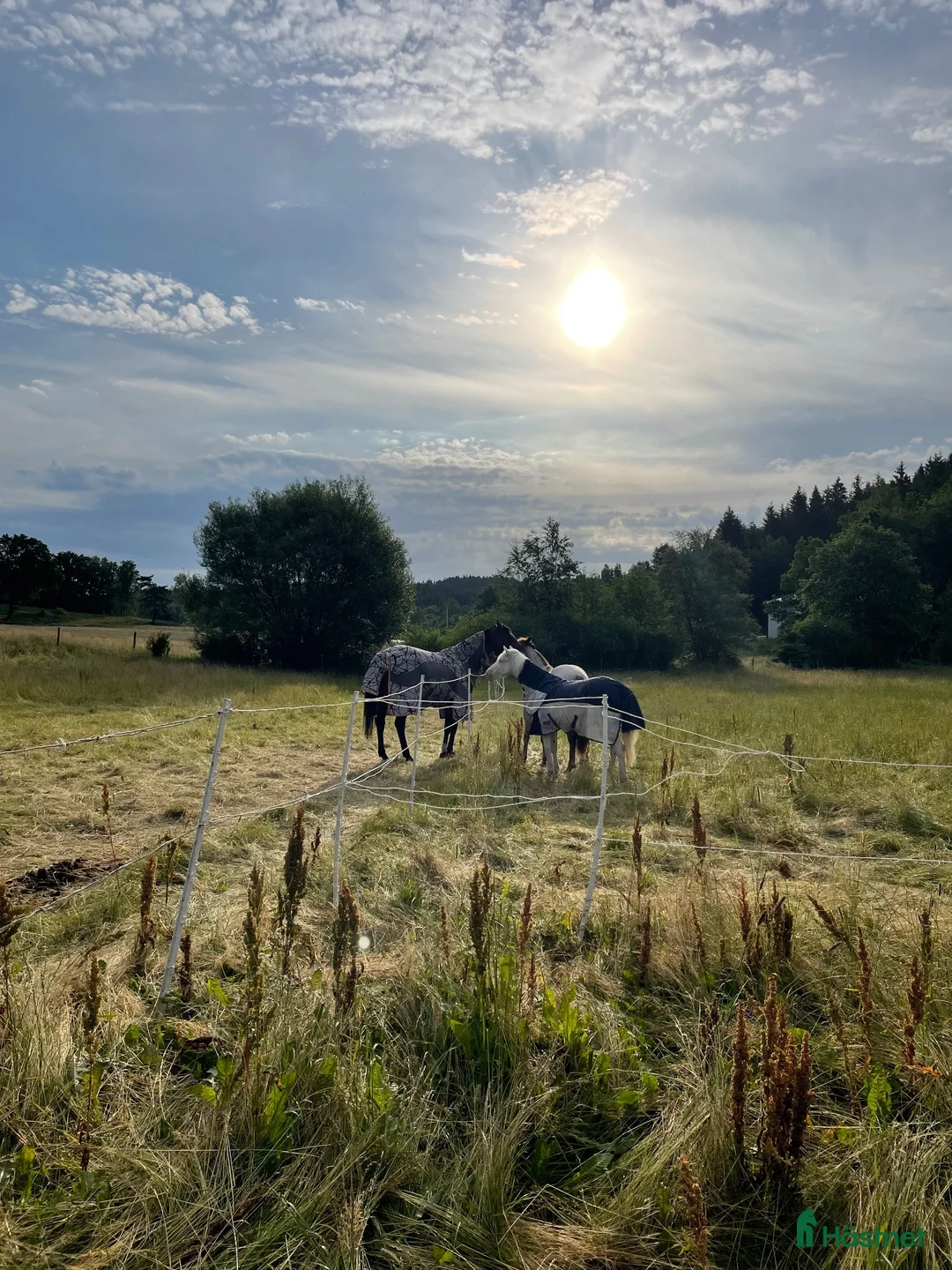  stallplats finnes: Ledig boxplats - Annons 4