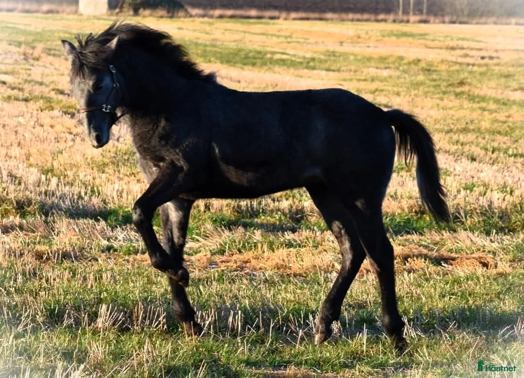 Allround hästar till salu: Trevlig svenskfödd Connemarahingst *2025 - Annons 8
