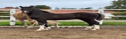Allround hästar till salu: Snygg hingst med potential  - Annons 1