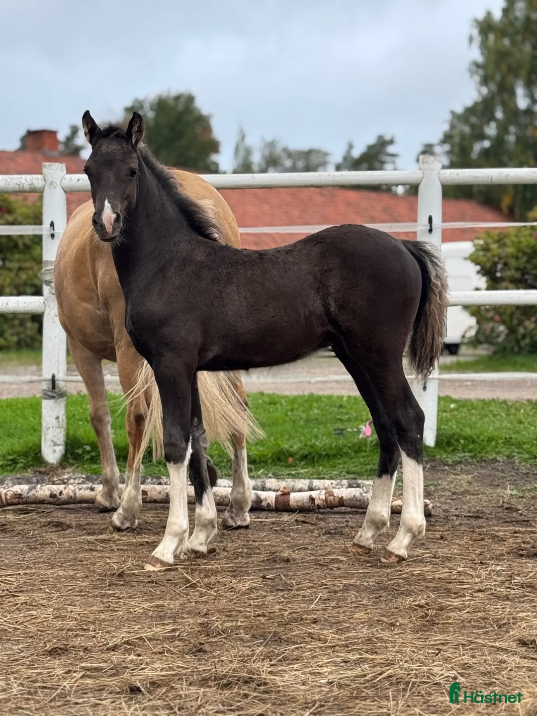 Allround hästar till salu: Snygg hingst med potential  - Annons 1