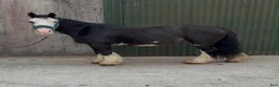 Allround hästar till salu: Cute Irish cob mare - Annons 9
