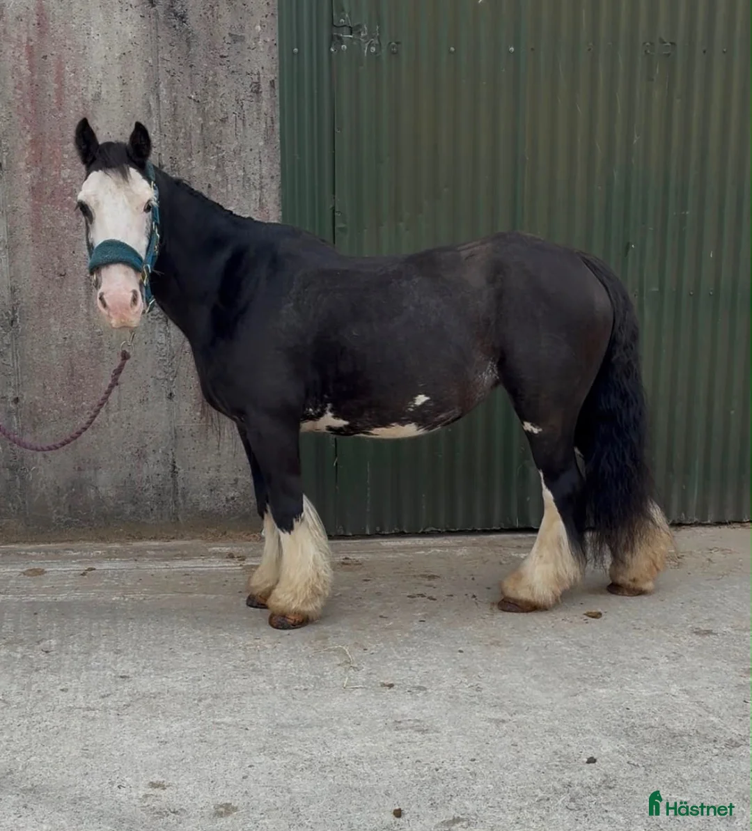 Allround hästar till salu: Cute Irish cob mare - Annons 9