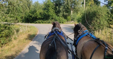  hästar i Tjurkö - Annons 15