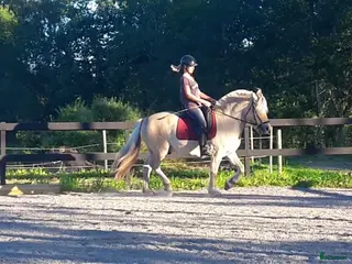 stallplats Stall sökes i Sunhultsbrunn - Annons 21
