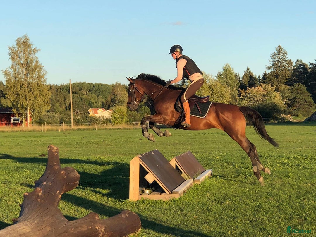 Övrigt hästar sökes: fodervärd önskas i N. Uppland i Björklinge - Annons 1