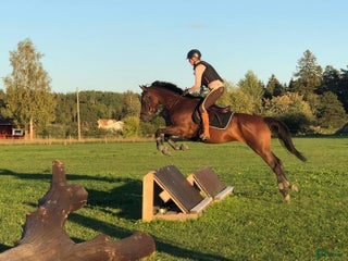 hästar fodervärd önskas i N. Uppland i Björklinge - Annons 23