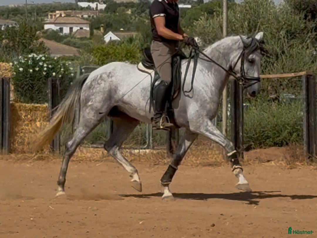Dressyr hästar till salu: Talangfullt PRE sto i Coín - Annons 8