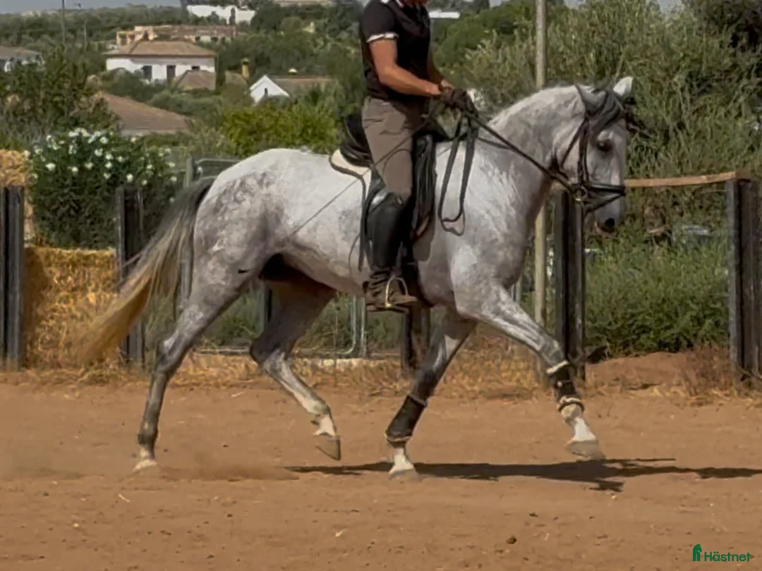 Dressyr hästar till salu: Talangfullt PRE sto i Coín - Annons 8