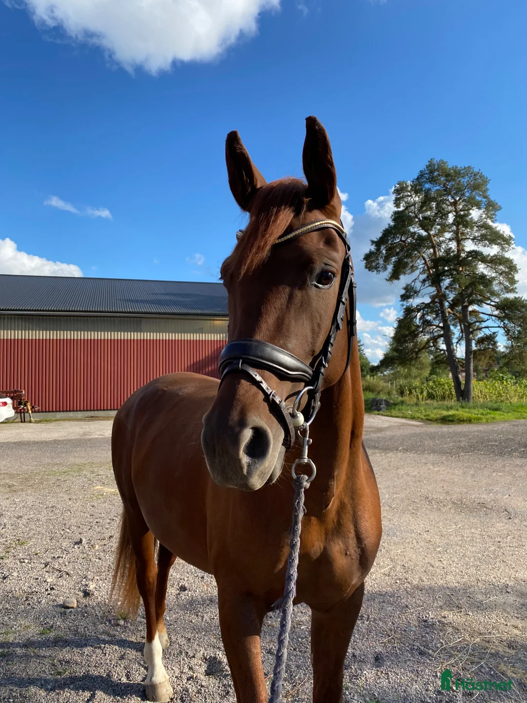 Allround hästar till salu: Snäll 4åring  - Annons 2