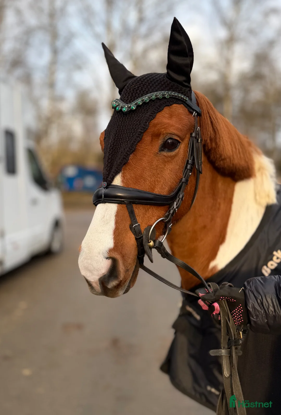 Allround hästar till salu: Okomplicerad valack  - Annons 2