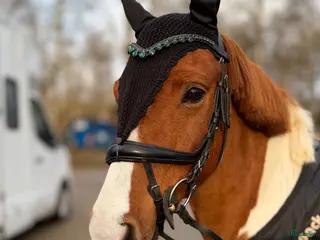 hästar Okomplicerad valack - Annons 2