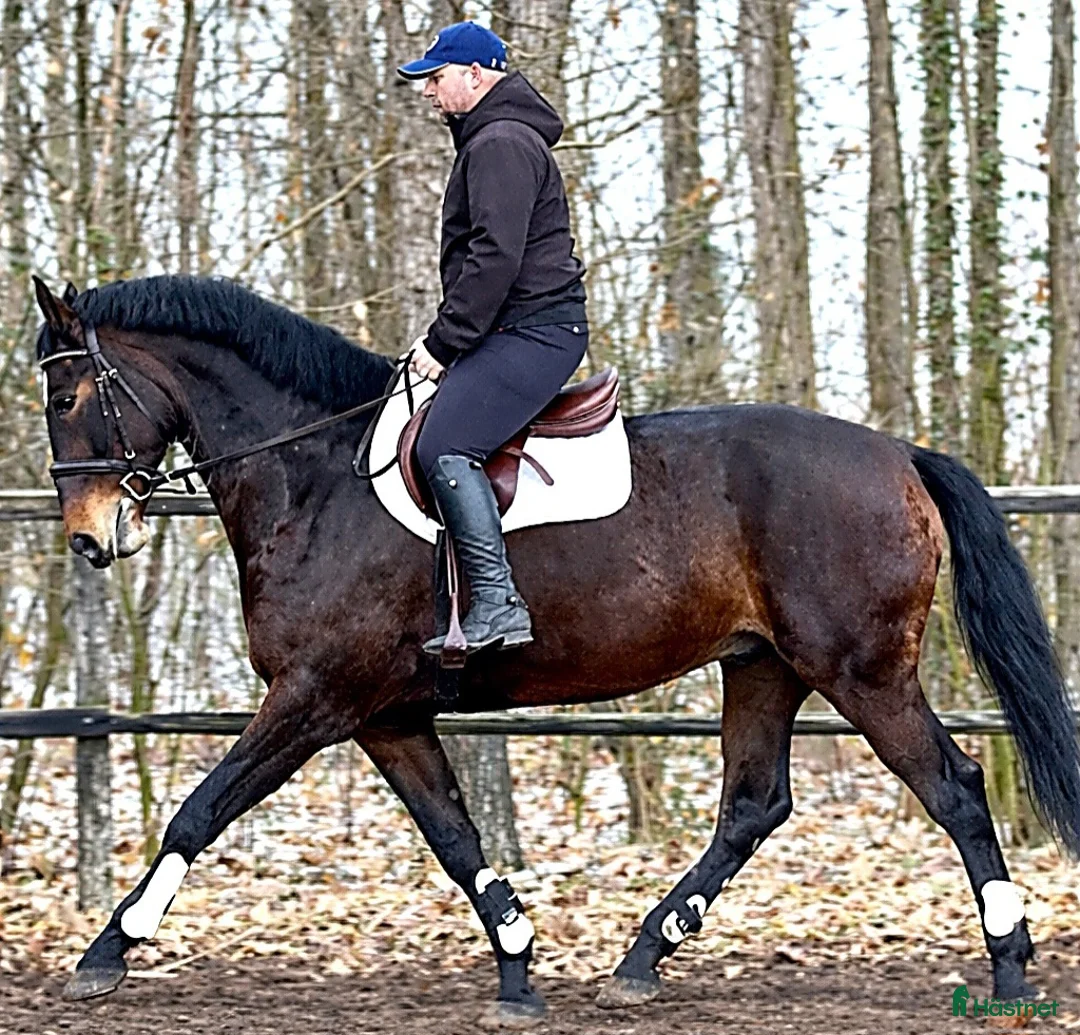 Allround hästar till salu: Gorgeous and lovely TOP Silesian  i Örsundsbro - Annons 2
