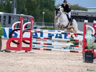 hästar Ponny för de högsta klasserna i Täby - Annons 1