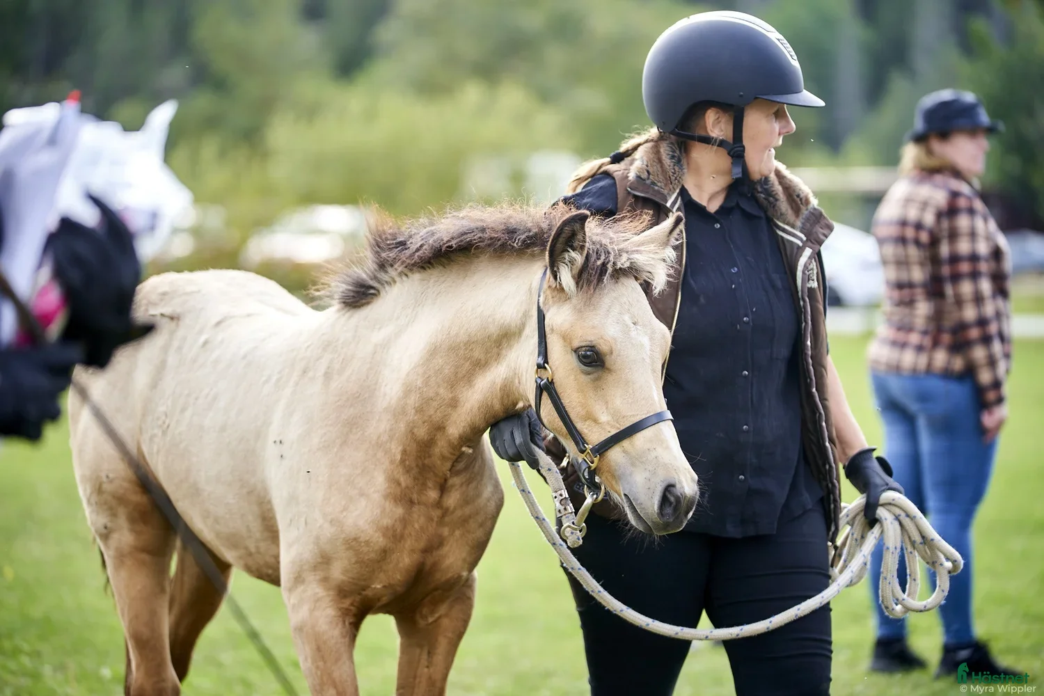  hästar Lovande gulbrunt stoföl  i Mjölby - Annons 18
