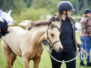 hästar Lovande gulbrunt stoföl i Mjölby - Annons 1