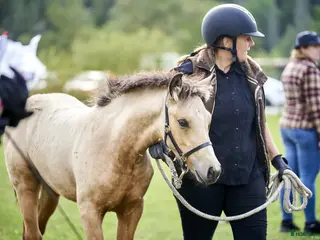 Allround hästar till salu: Lovande gulbrunt stoföl i Mjölby - Annons 2