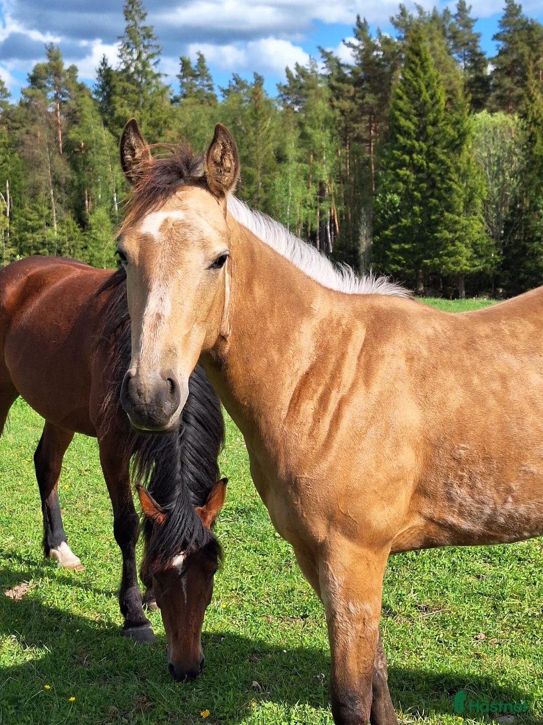 Western hästar till salu: Blivande 3 åring söker arbete  i Landsbro - Annons 5