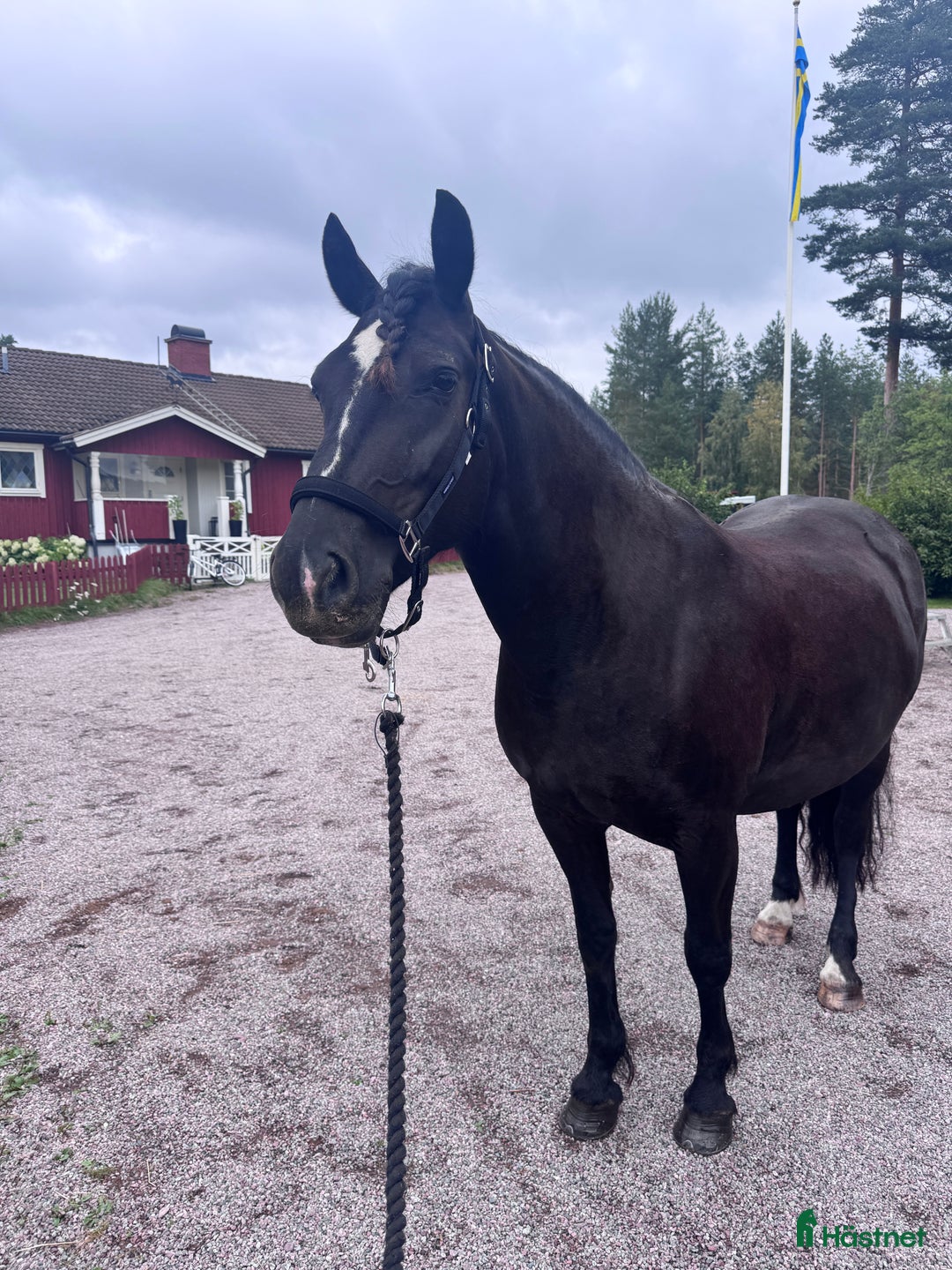 Allround hästar till salu: Snällt kallblod i Leksand - Annons 1
