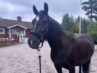 hästar Snällt kallblod i Leksand - Annons 17