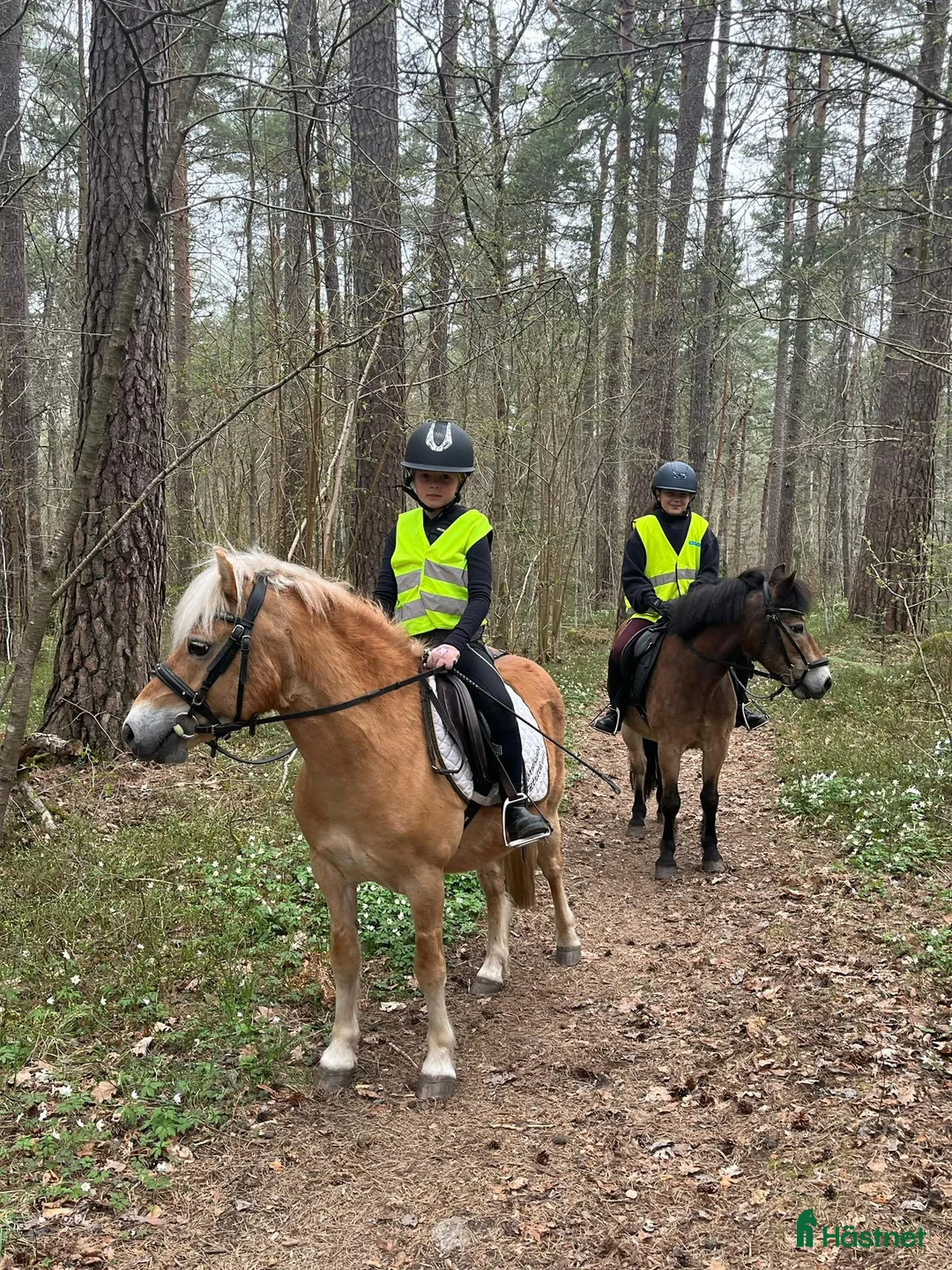 Allround hästar sökes: Ridskolehäst sökes! - Annons 2