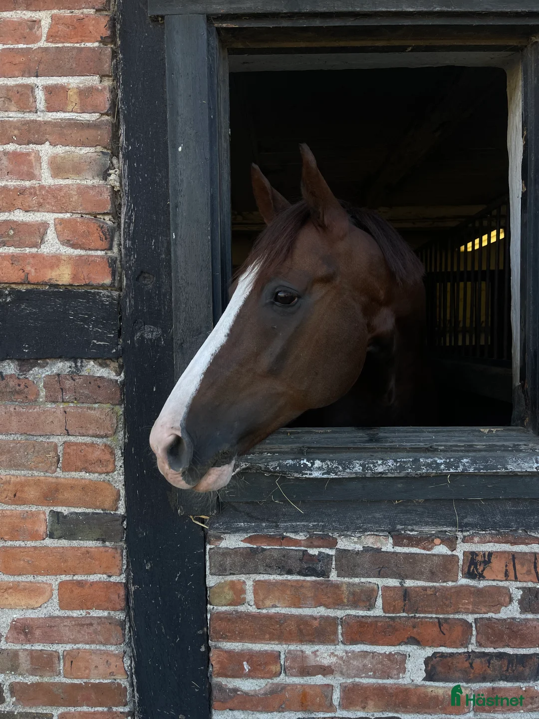  stallplats finnes: Boxplats Stallplats Box Stall Kristianstad i Kristianstad - Annons 3