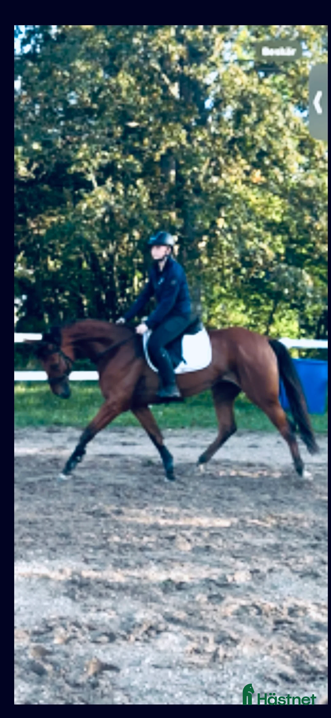 Allround hästar till salu: Märta i Visby - Annons 8