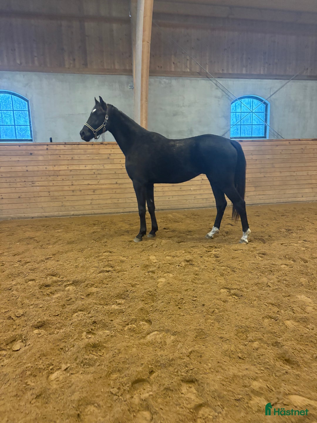 Dressyr hästar till salu: Flott 2åring med mycket kvalitet!  i Tjällmo - Annons 2