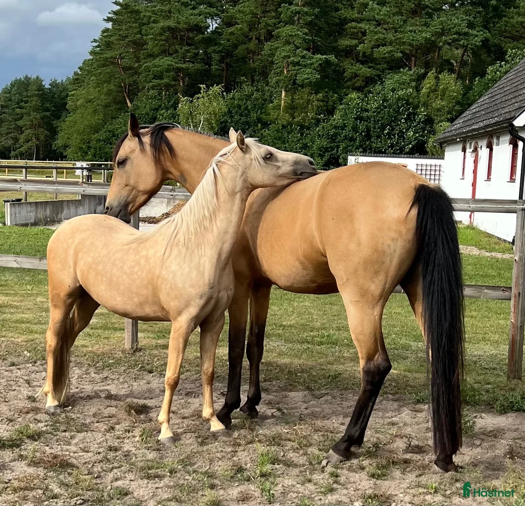 Allround hästar till salu: Sötaste welshponny 4 år söker nytt hem  i Veberöd - Annons 5