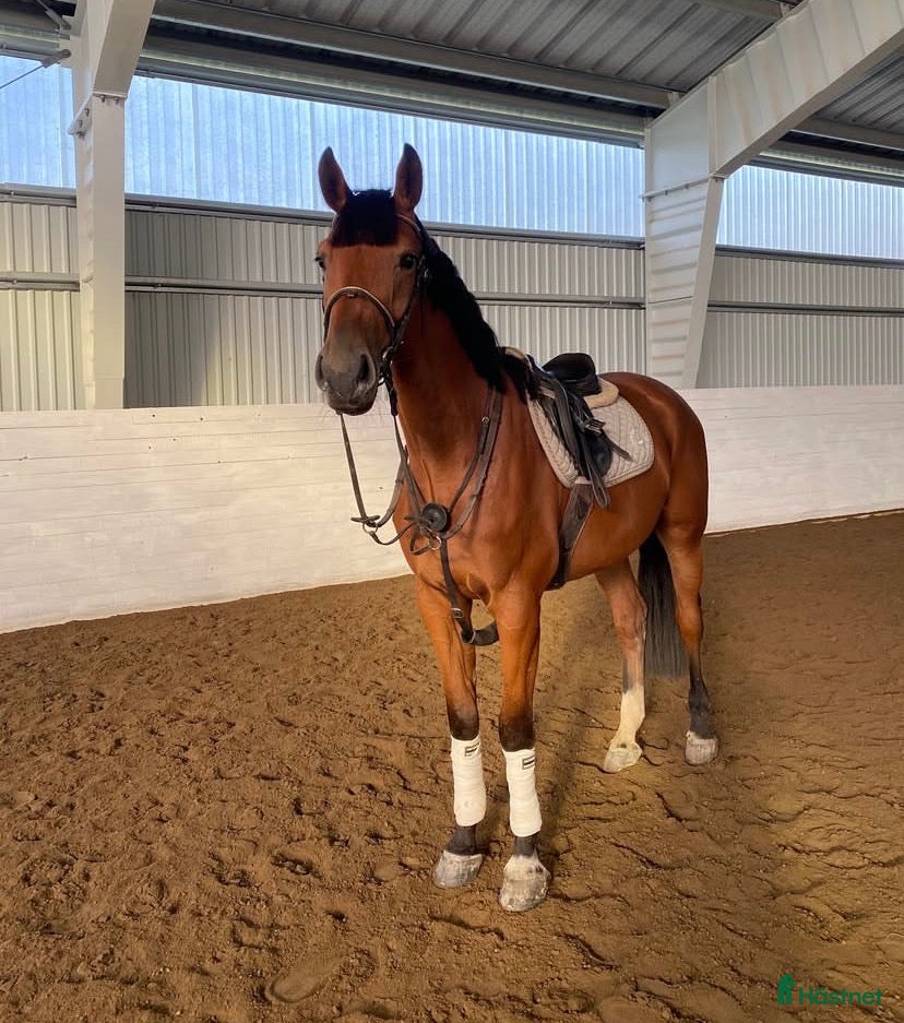  hästar Underbar valack med utstrålning! - Annons 16