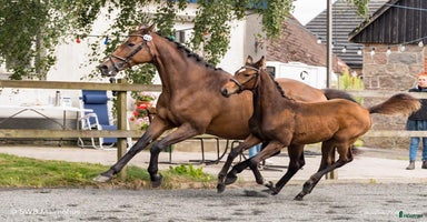  hästar i Klågerup - Annons 10
