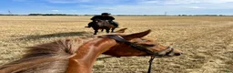  stallplats finnes: Stallplats finns utanför Vellinge - Annons 5