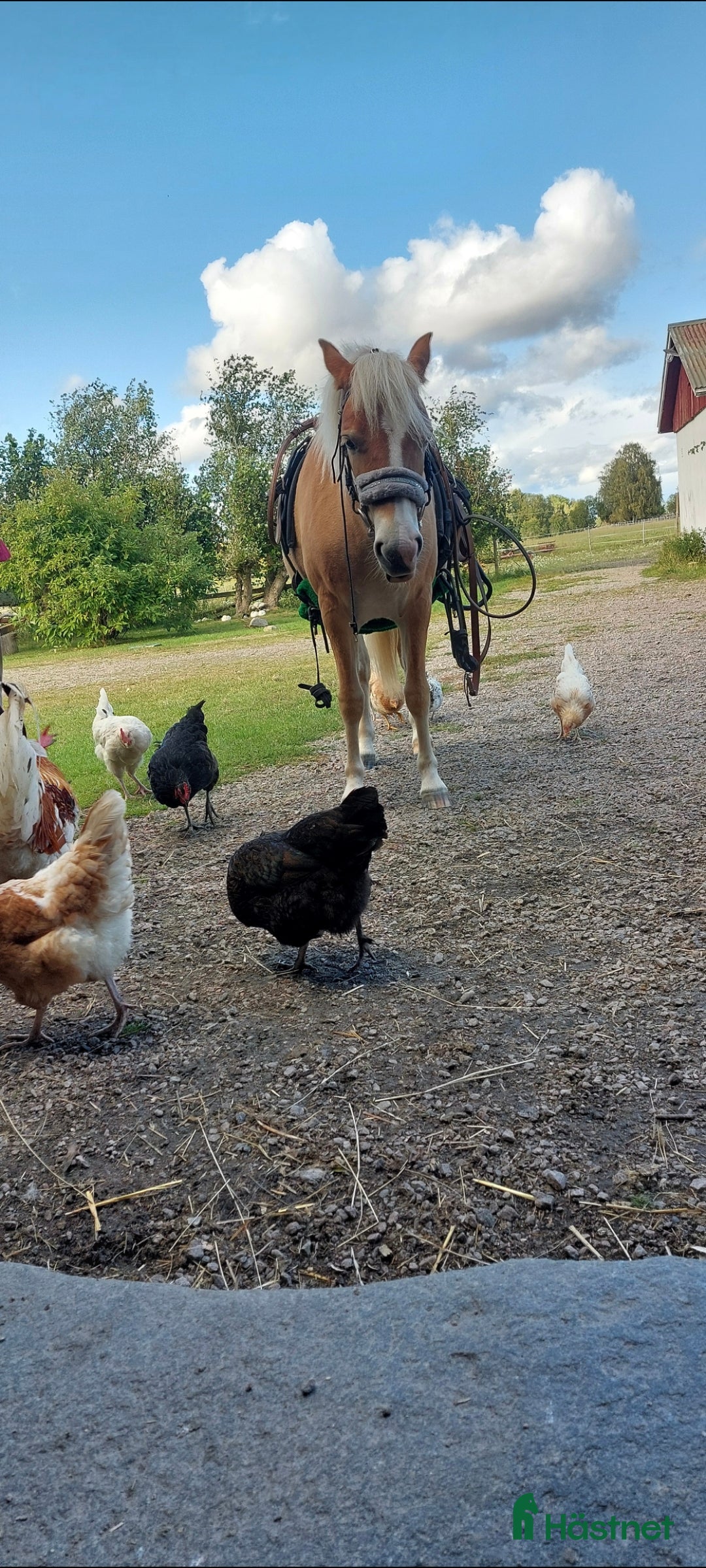 Allround hästar till salu: Coolaste ettåringen  i Kvänum - Annons 4