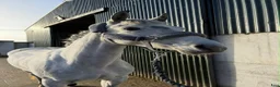 Hoppning hästar till salu: Jumping pony - Annons 2